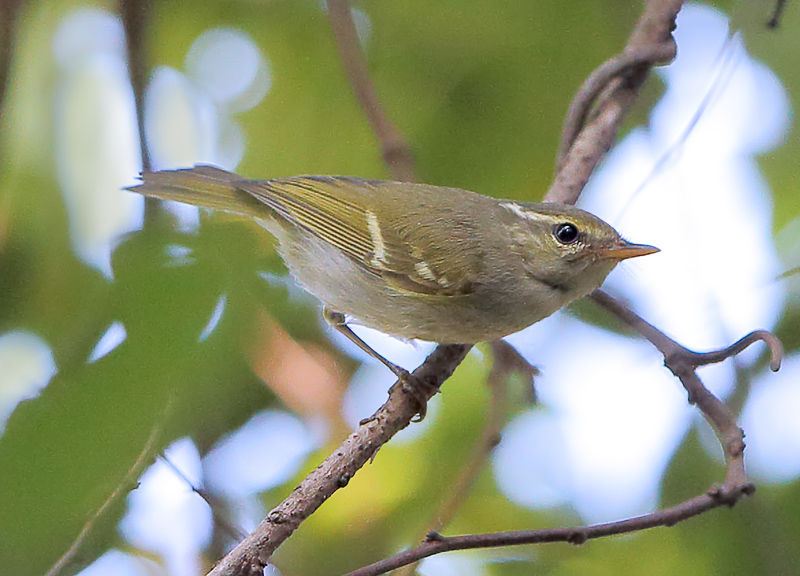 Emei Leaf Warbler 峨眉柳鶯