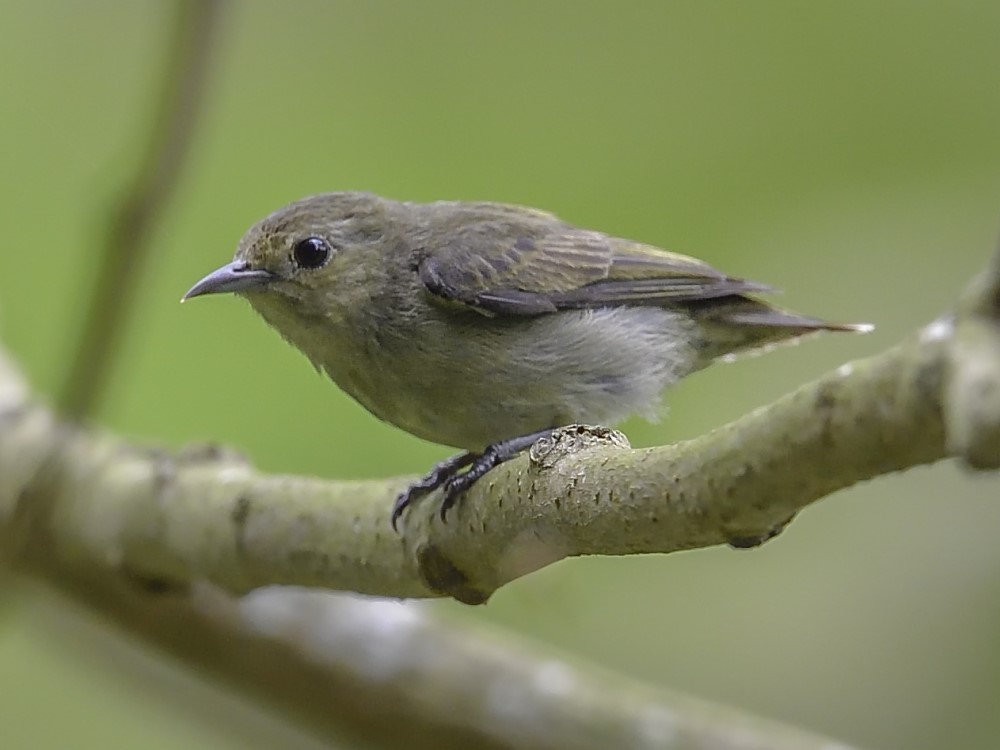 Plain Flowerpecker 純色啄花鳥